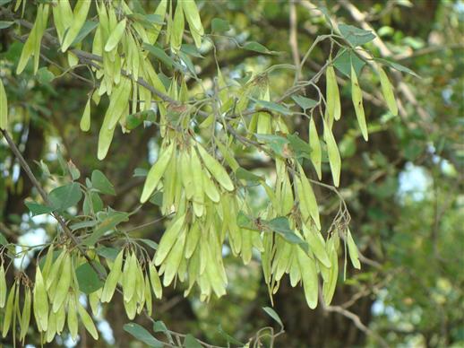 Dalbergia sissoo